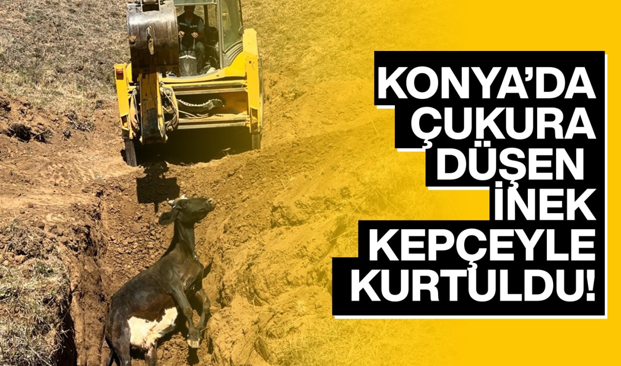 Konya’da çukura düşen inek kepçeyle kurtarıldı