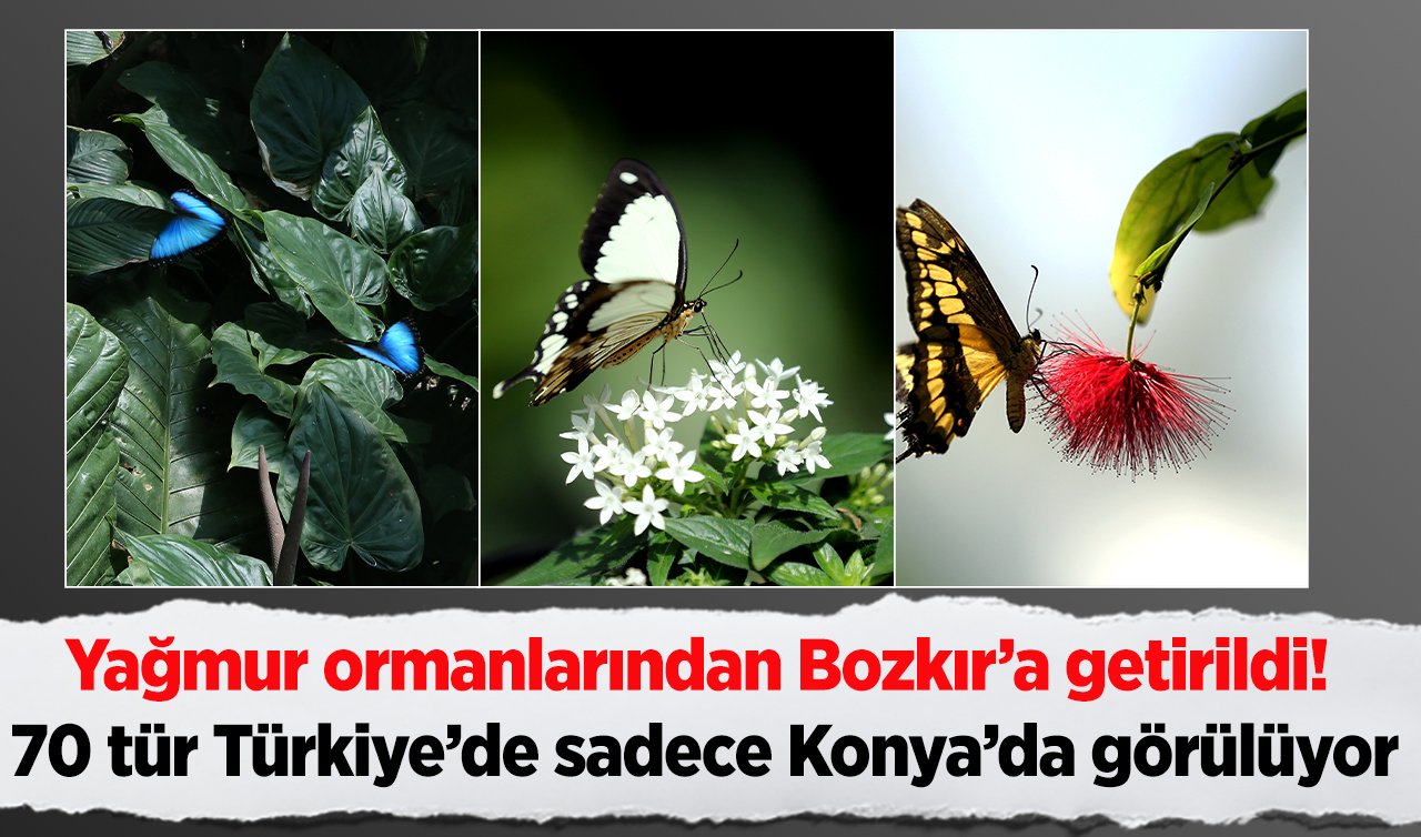 Yağmur ormanlarından Bozkır’a getirildi! 70 tür Türkiye’de sadece Konya’da görülüyor