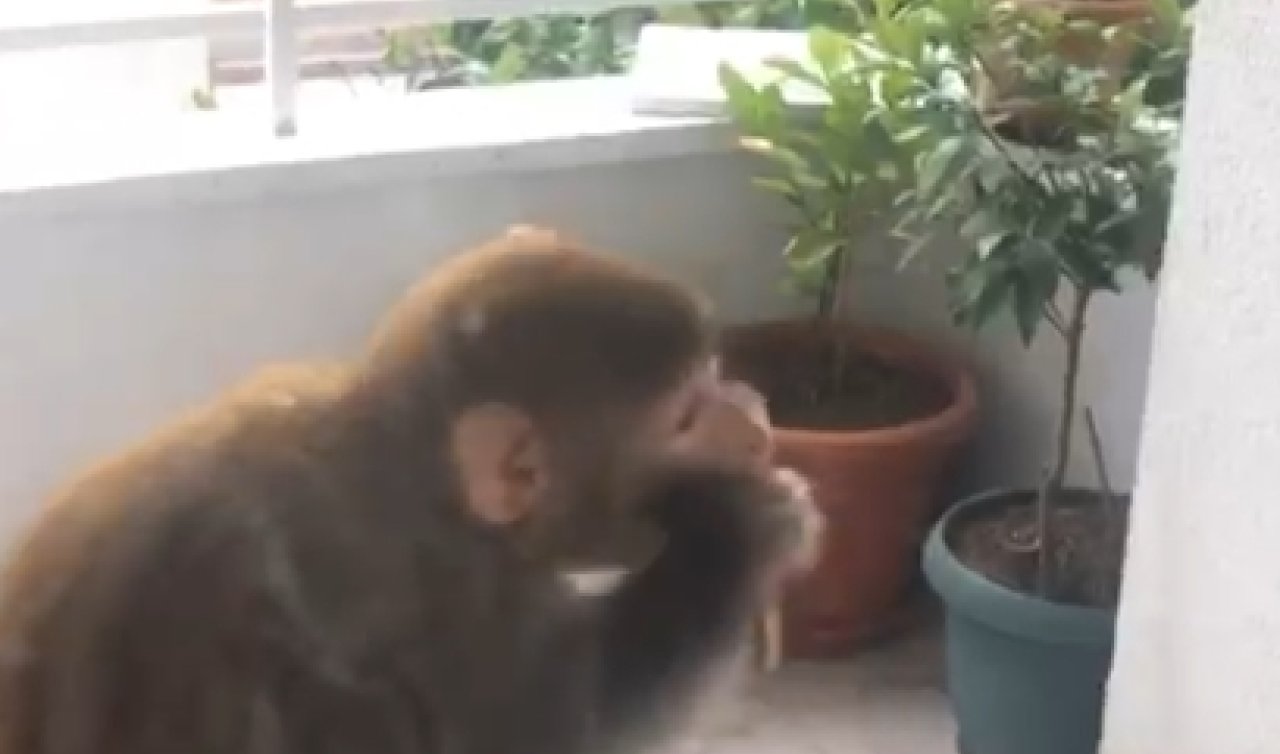 Çorum’da kayıp maymun 3 gündür aranıyor!  