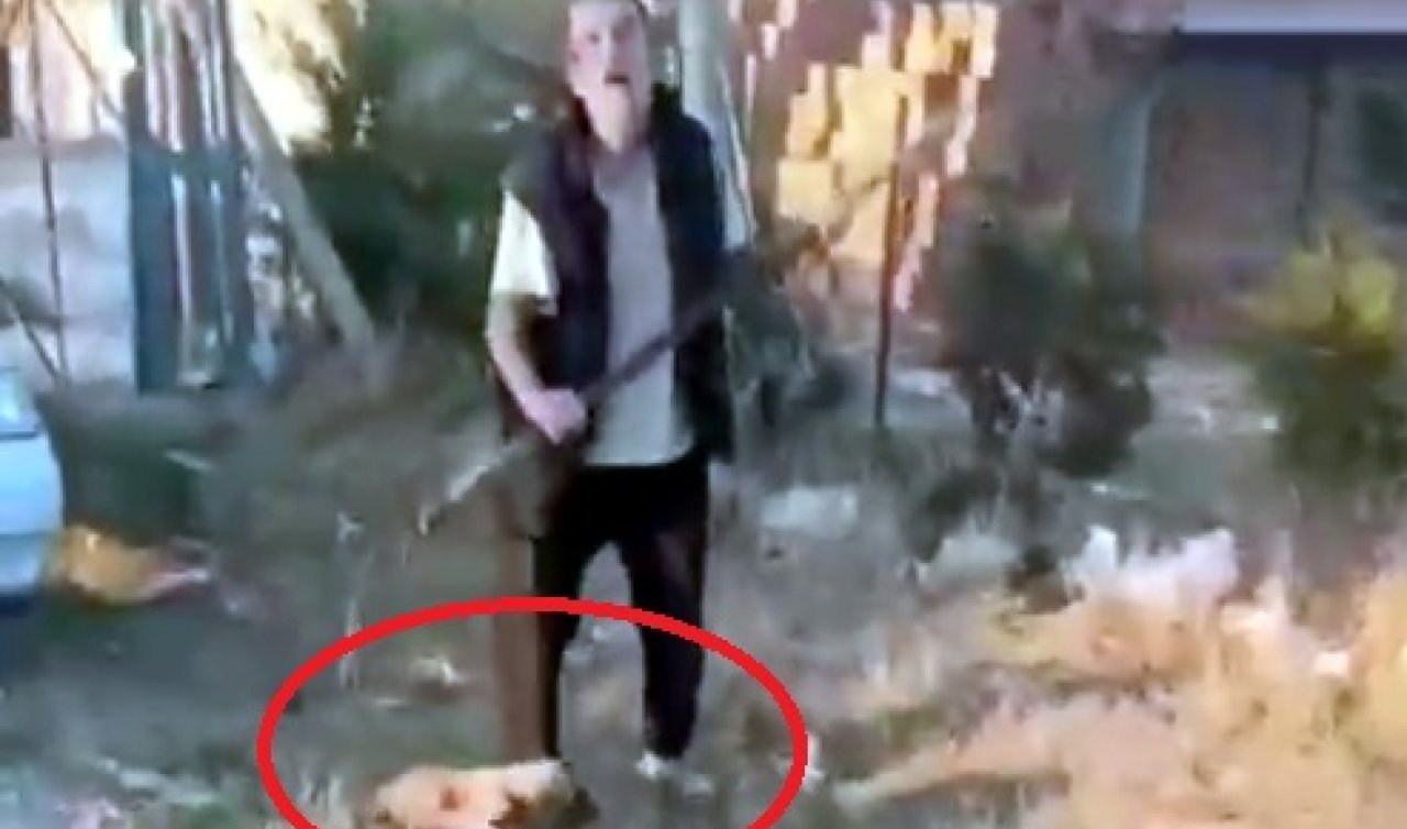  Yavru köpeği dirgen saplayarak öldürdü! 