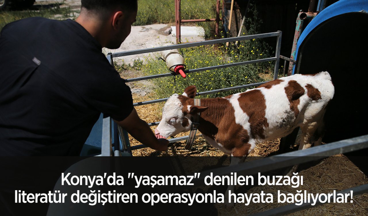  Konya’da “yaşamaz’’ denilen buzağı literatür değiştiren operasyonla hayata bağlıyorlar!