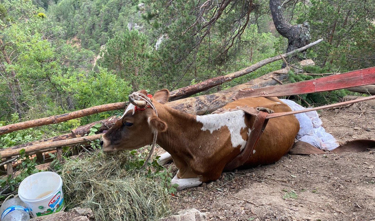 Uçurumda mahsur kalan inek 2 gündür kurtarılmayı bekliyor