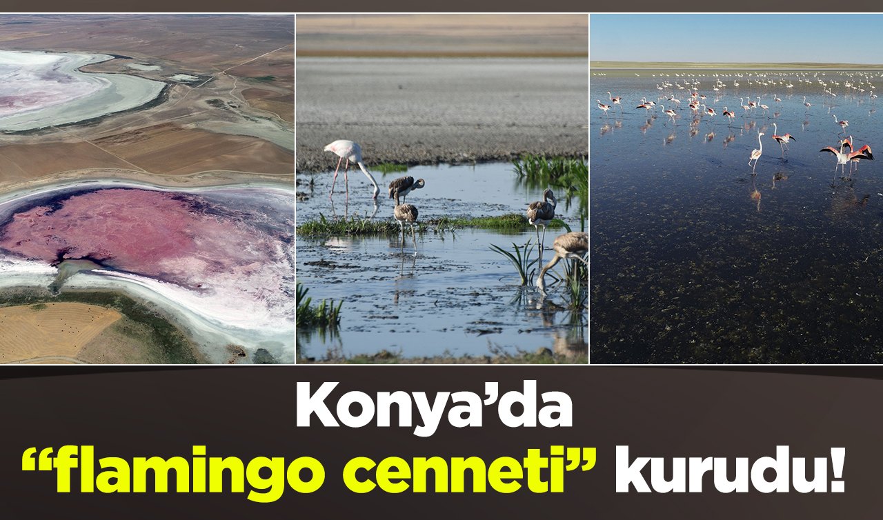  Konya’da “flamingo cenneti’’ kurudu! Ortada koskocaman şekilde izi kaldı: Kendisi yok oldu! 