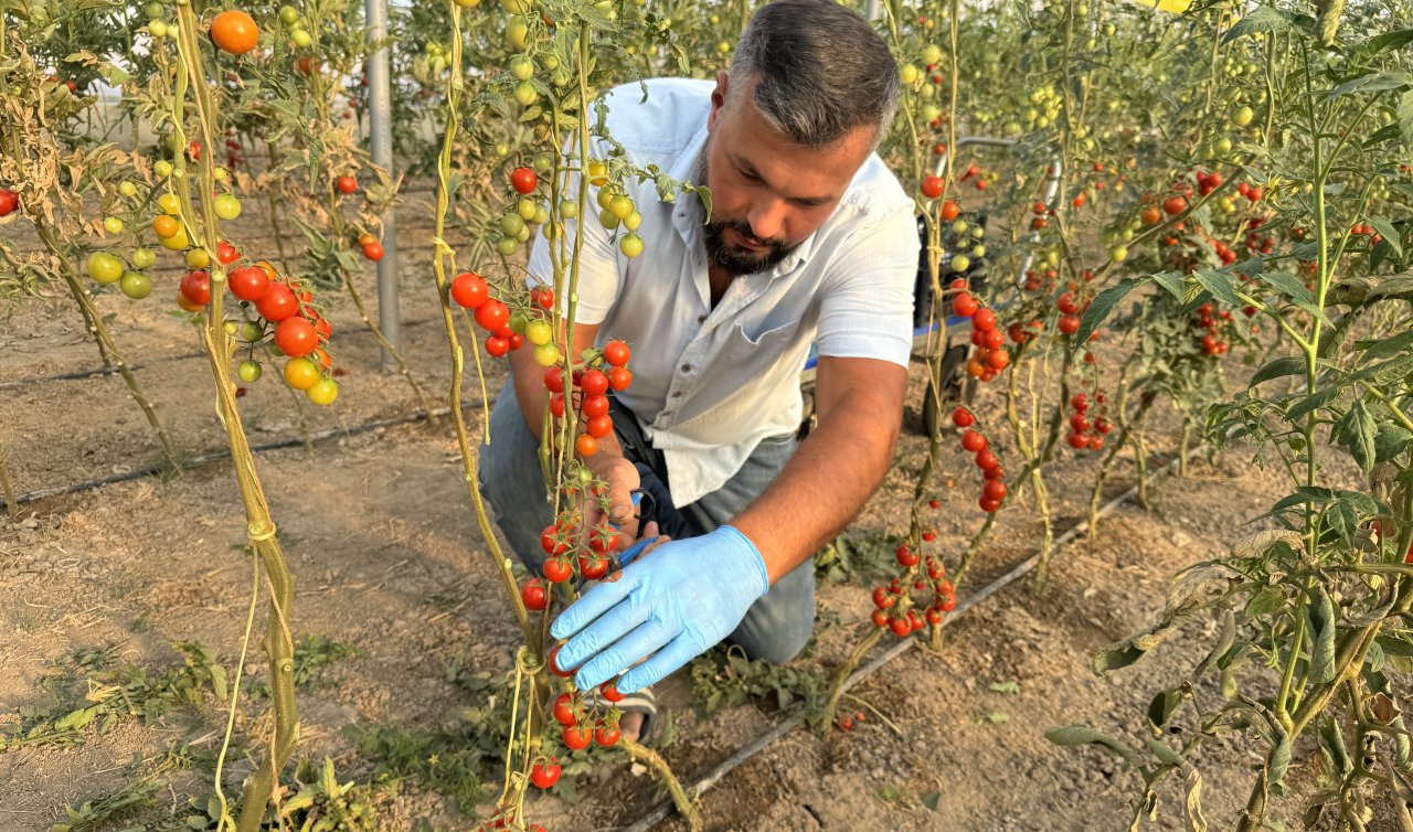 KOP desteğiyle sera kuran gurbetçi istihdama katkı sağlıyor