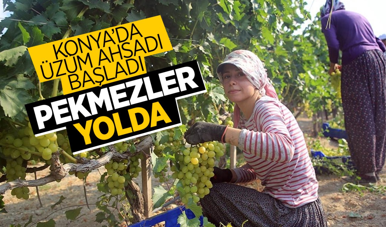 Konya’da üzüm hasadı başladı! Pekmezler yolda