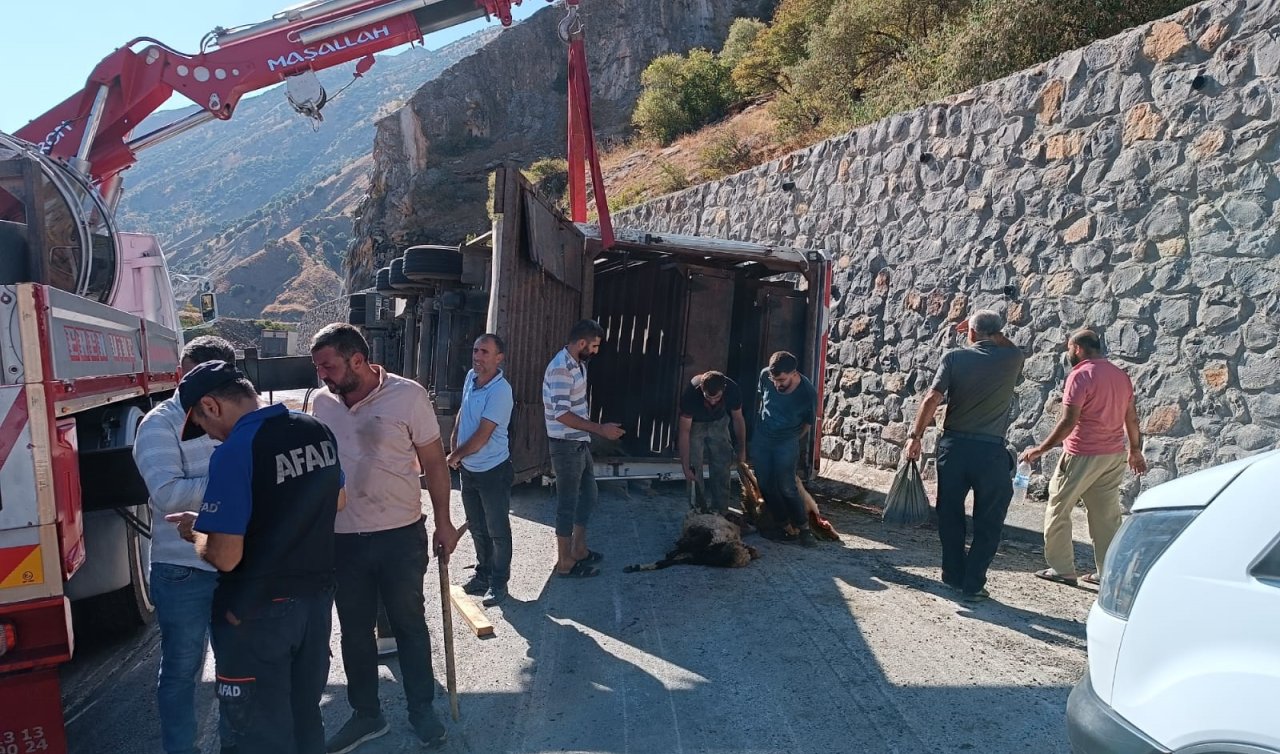 Devrilen TIR’ın dorsesindeki 100 küçükbaş öldü