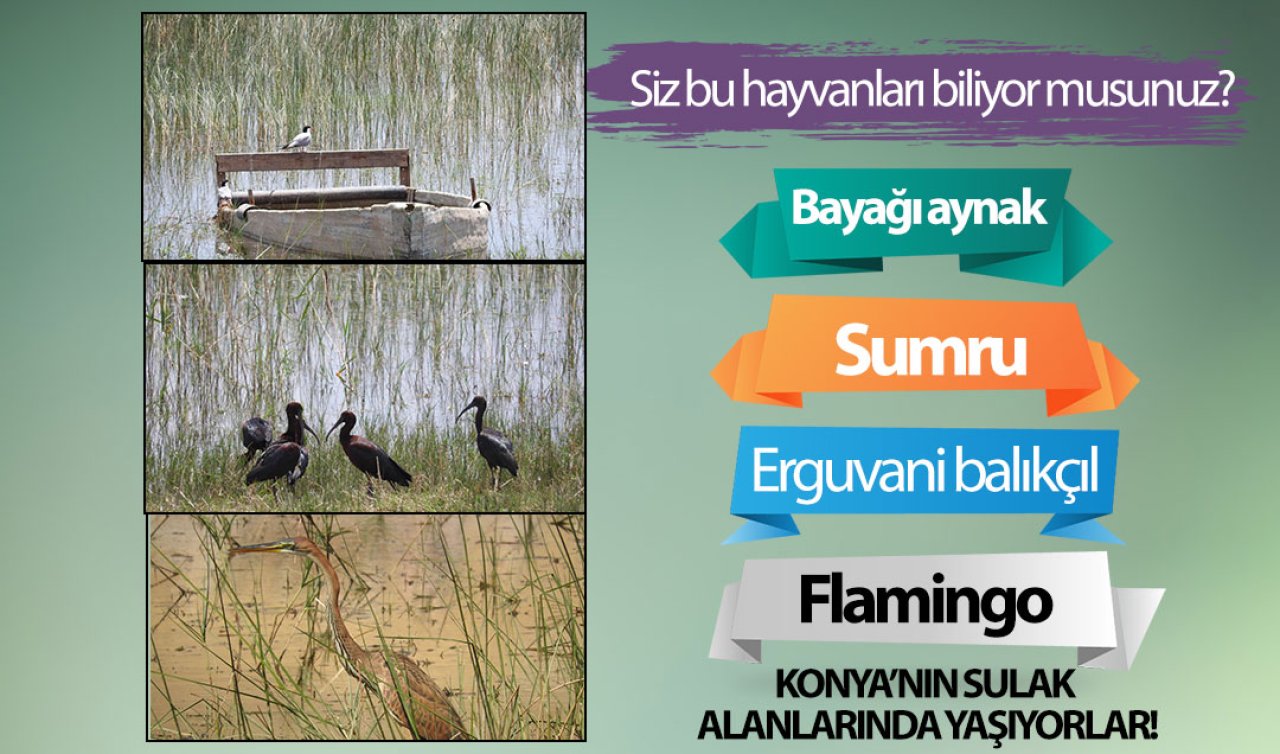  Konya’da sulak alanların misafirleri: Belki ilk defa göreceksiniz bu hayvanları