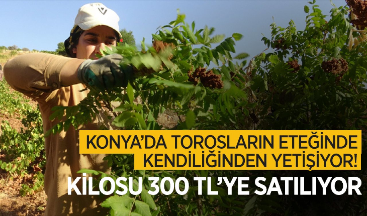  Konya’da Torosların eteğinde kendiliğinden yetişiyor!  Kilosu 300 TL’ye satılıyor