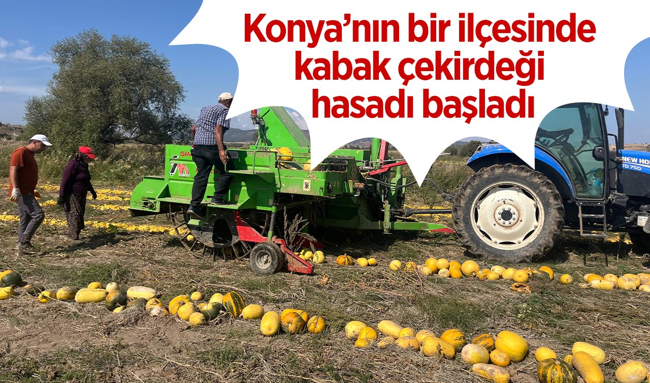 Konya’nın bir ilçesinde kabak çekirdeği hasadı başladı