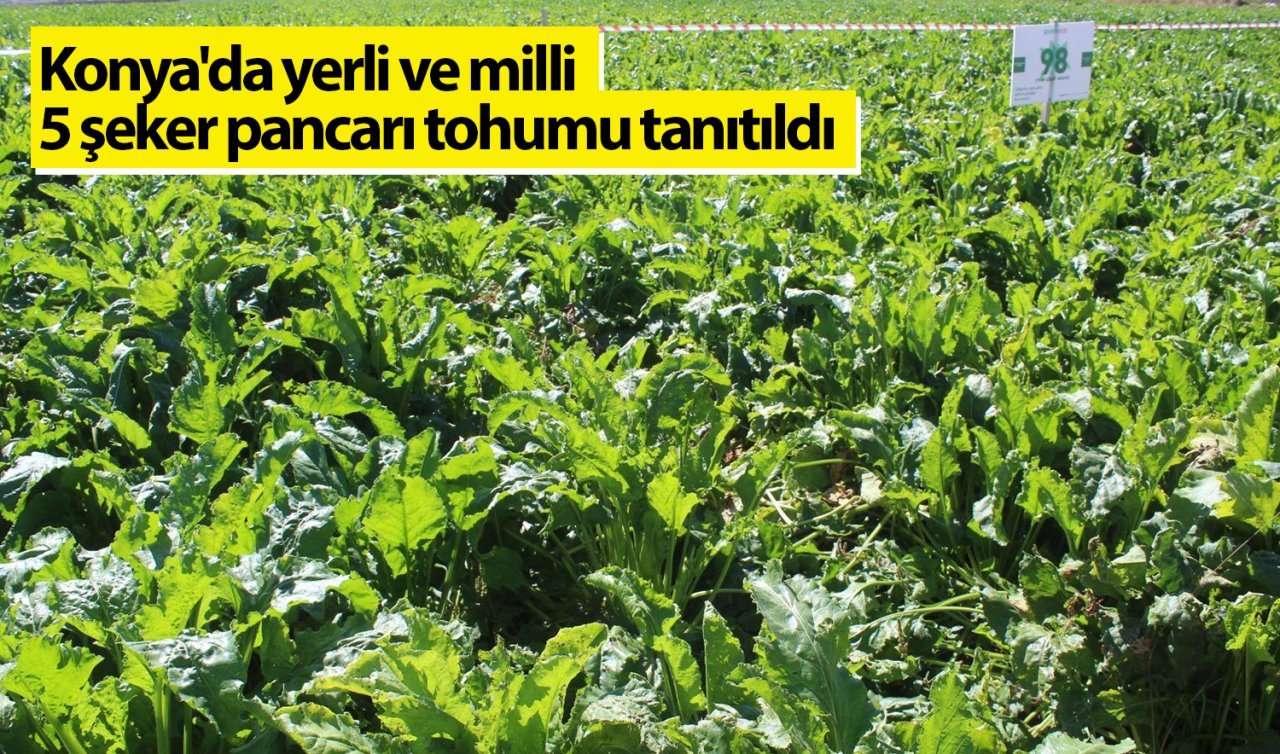 Konya’da yerli ve milli 5 şeker pancarı tohumu tanıtıldı