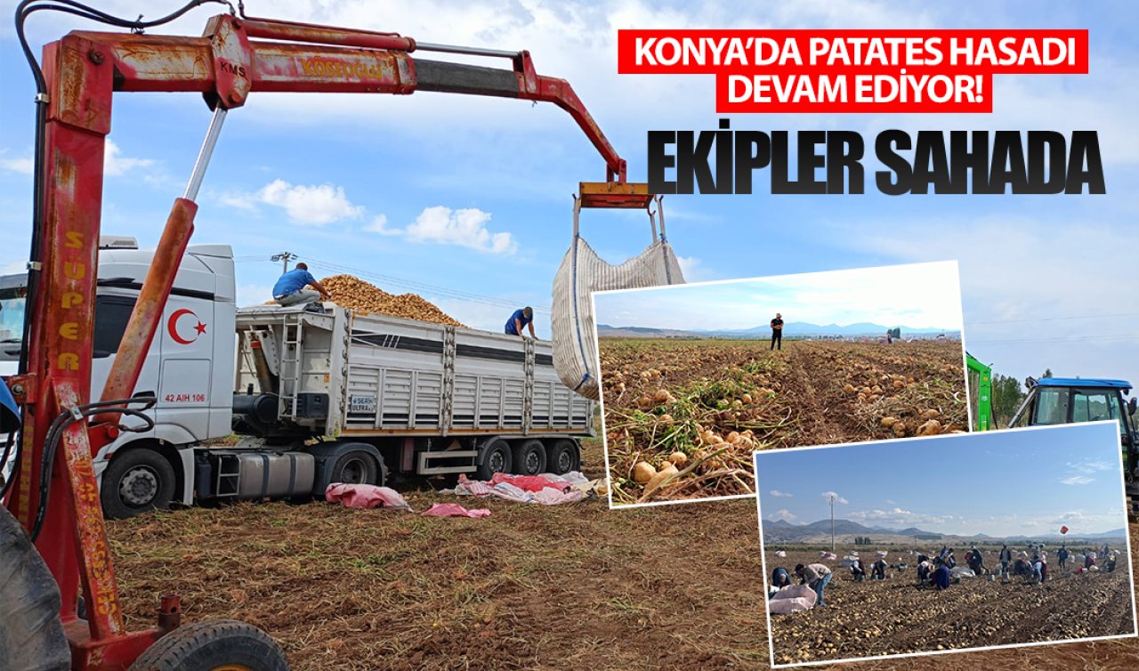 Konya’da patates hasadı devam ediyor! Ekipler sahada
