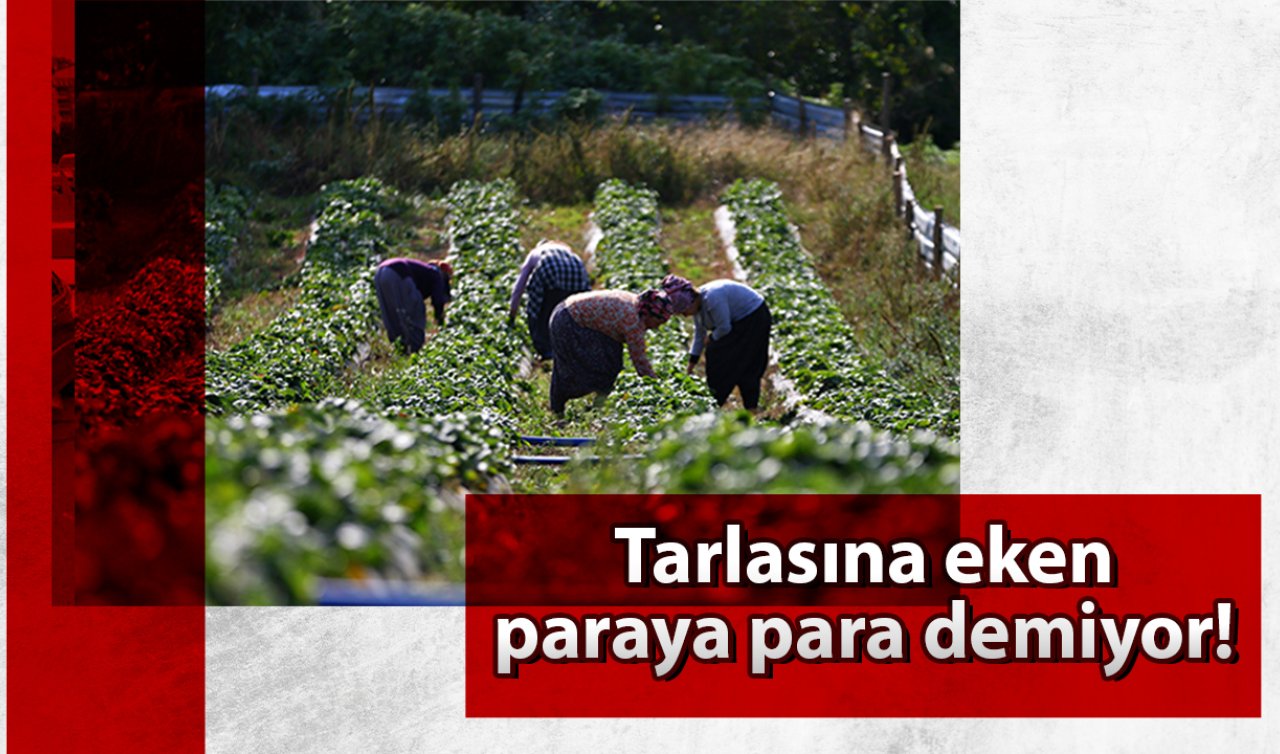 Tarlasına eken paraya para demiyor! Bu bitki çiftçilerin yüzünü güldürecek!