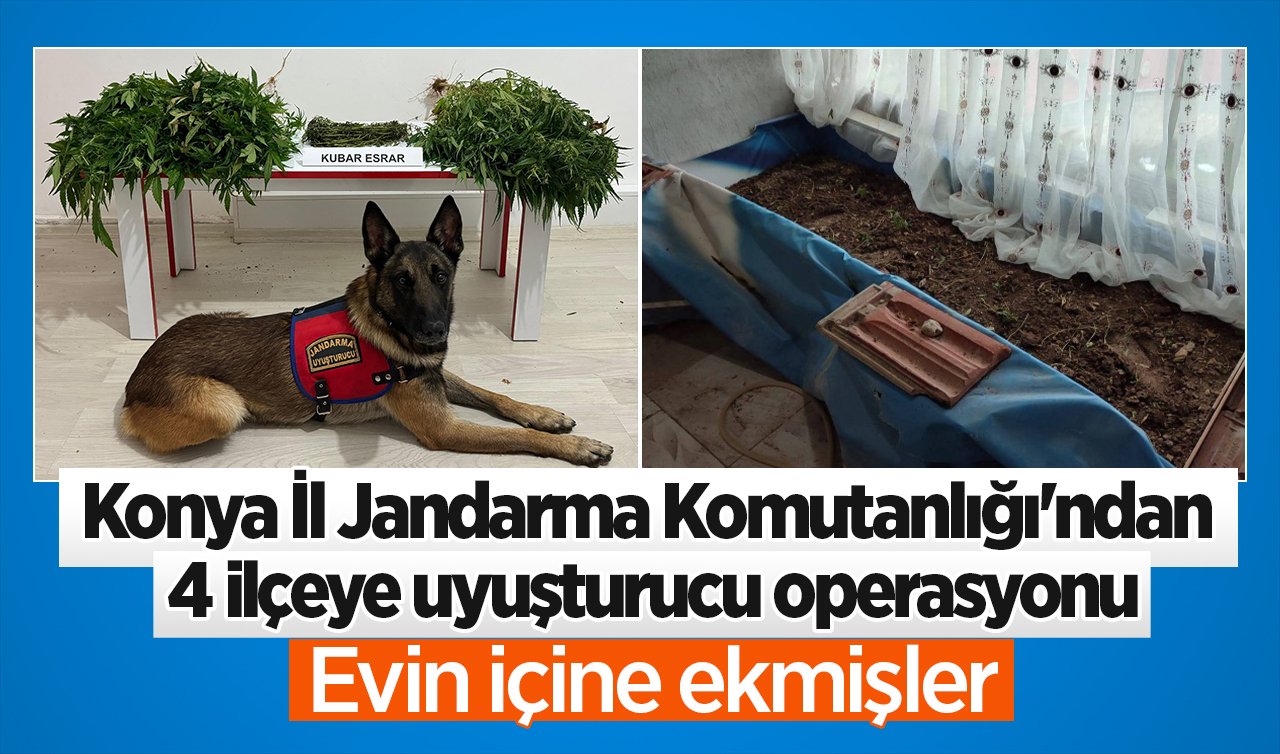 Konya İl Jandarma Komutanlığı’ndan 4 ilçeye uyuşturucu operasyonu: 77 kök kenevir ve 1235 Gram esrar ele geçirildi