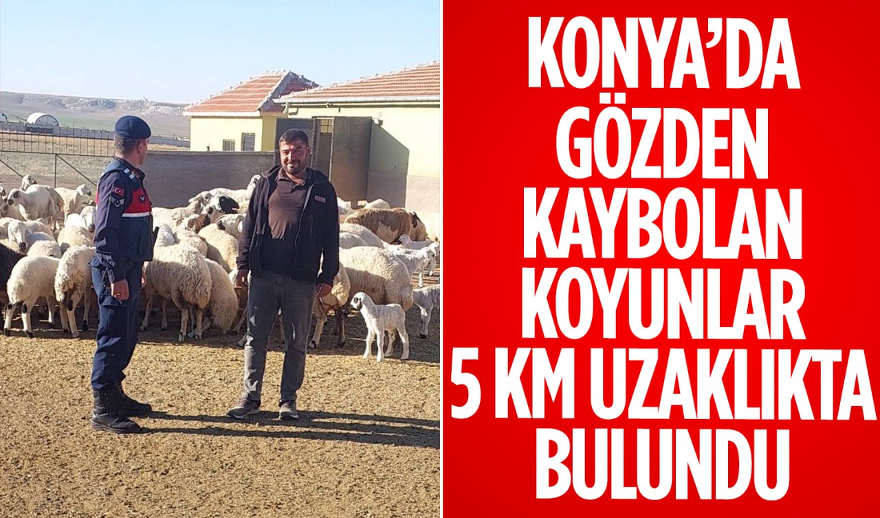 Konya’da gözden kaybolan koyunlar 5 km uzaklıkta bulundu