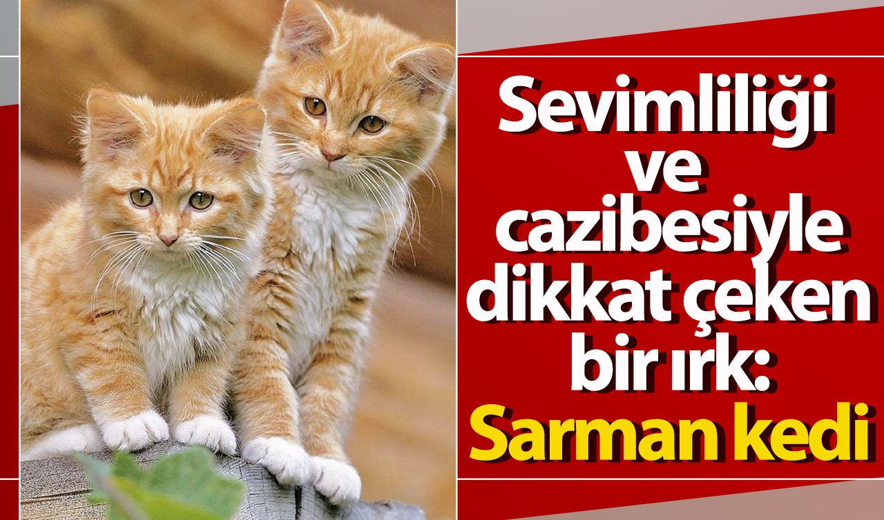 Sevimliliği ve cazibesiyle dikkat çeken bir ırk: Sarman kedi