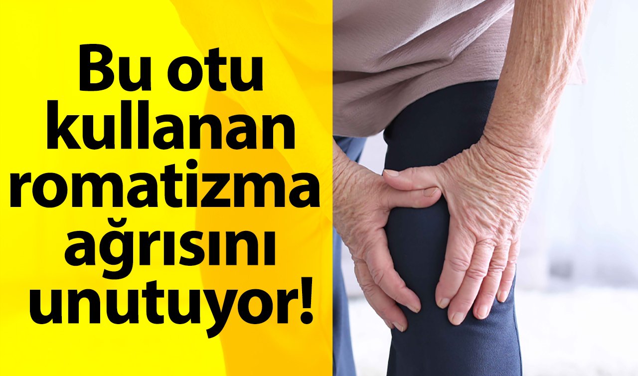 Bu otu kullanan romatizma ağrısını unutuyor! 