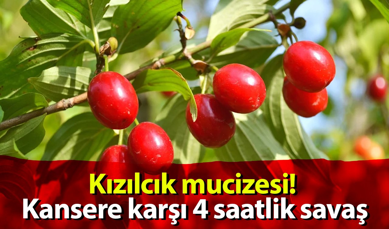  Kızılcık mucizesi! Kansere karşı 4 saatlik savaş
