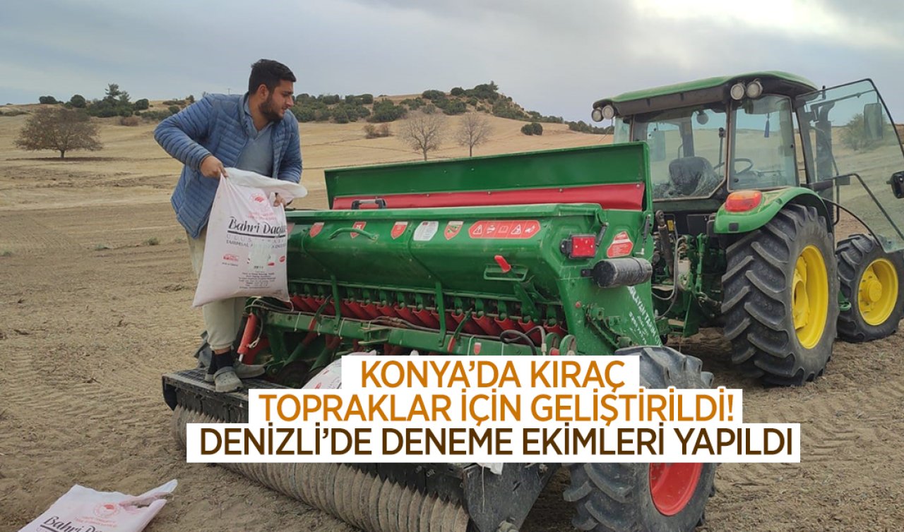  Konya’da kıraç topraklar için geliştirildi! Denizli’de deneme ekimleri yapıldı