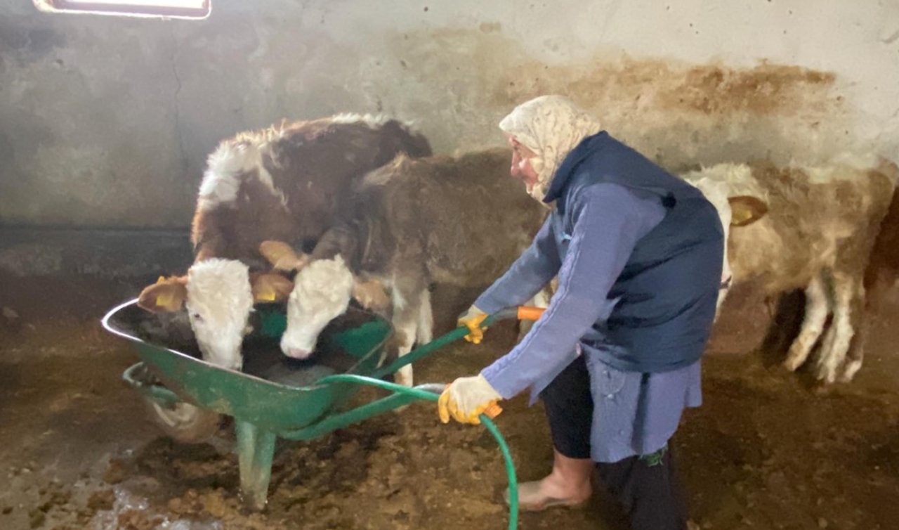  79 yaşında 22 tane büyükbaşa bakıyor