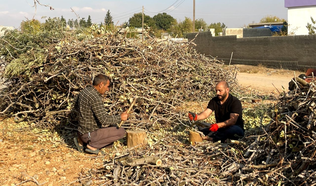  Fıstığın budanan dalları yakacak olarak değerlendiriliyor