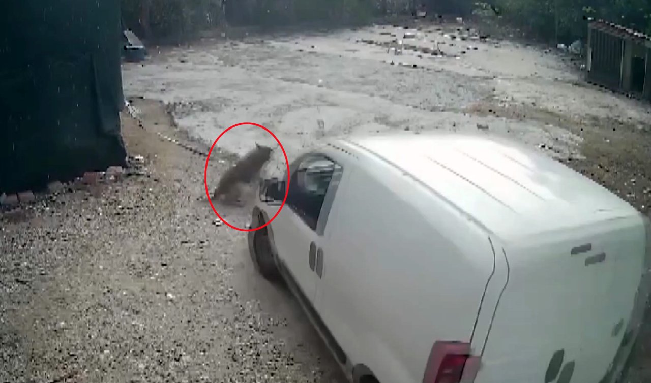  Otoparkta yatan köpeğini aracıyla ezen komşusundan şikayetçi oldu! 