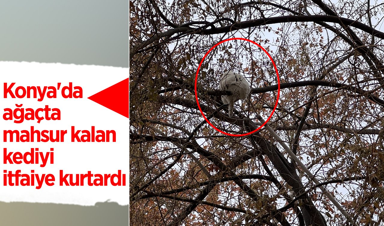 Konya’da ağaçta mahsur kalan kediyi itfaiye kurtardı