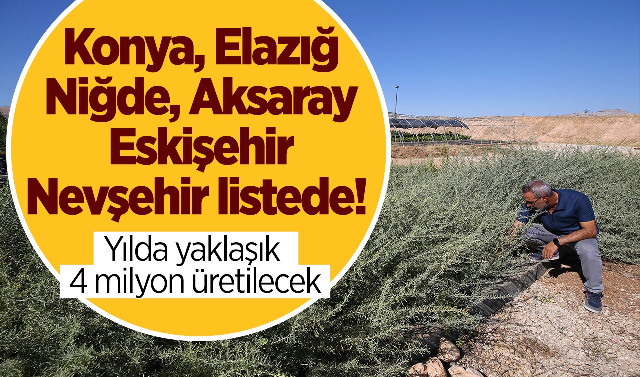 Konya, Elazığ, Niğde, Aksaray, Eskişehir, Nevşehir listede! Yılda yaklaşık 4 milyon üretilecek