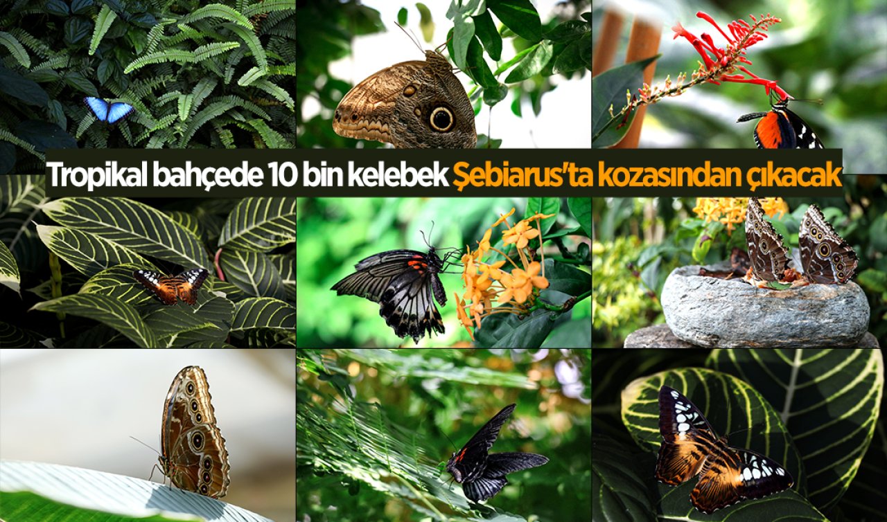 Konya’daki Tropikal bahçede 10 bin kelebek Şebiarus’ta kozasından çıkacak