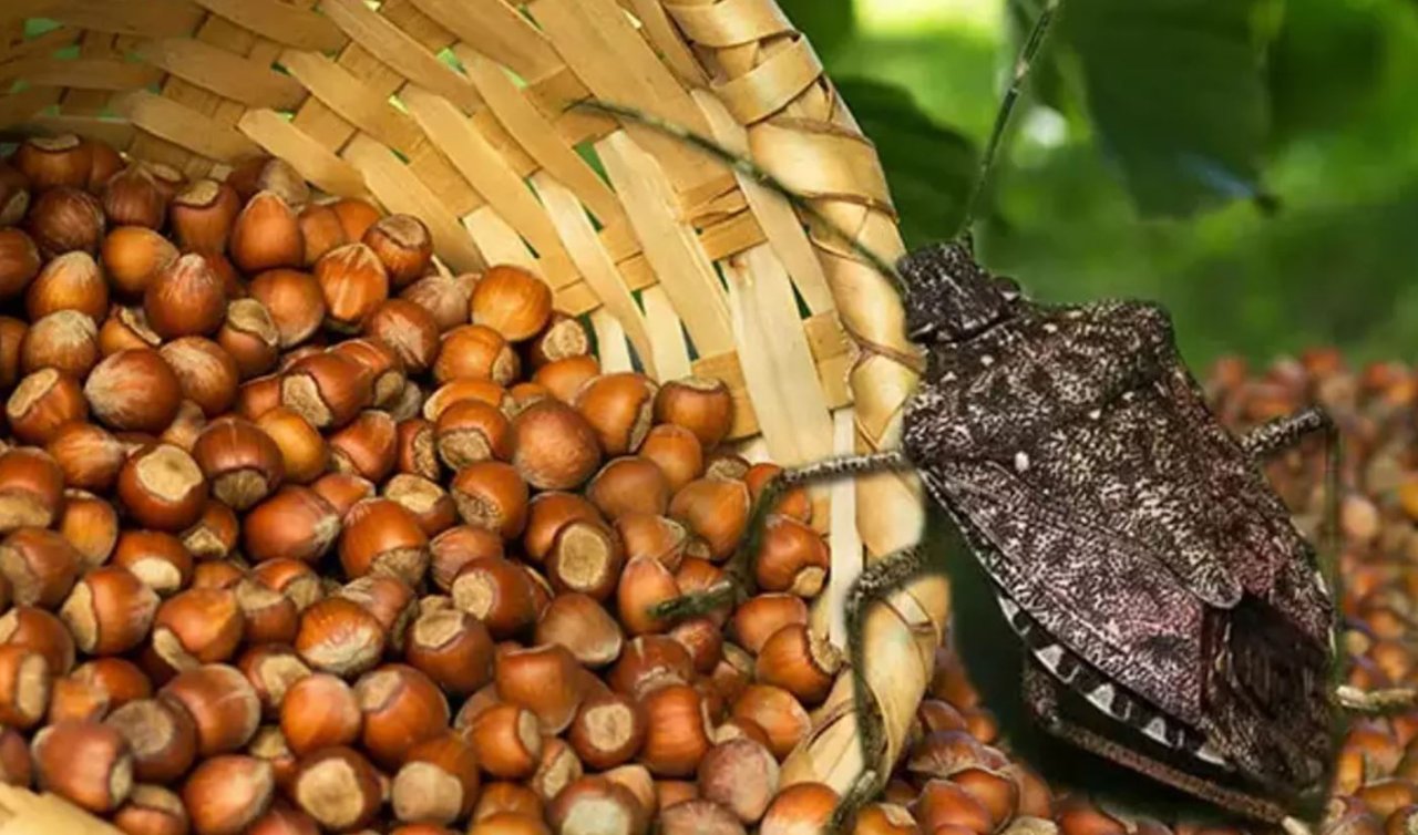  Fındığın kabusu “kokarca’’ya rağmen ihracatta artış