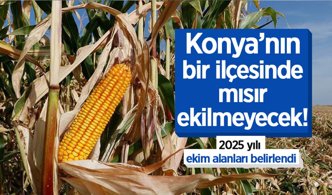 Konya’nın bir ilçesinde mısır ekilmeyecek! 2025 yılı ekim alanları belirlendi