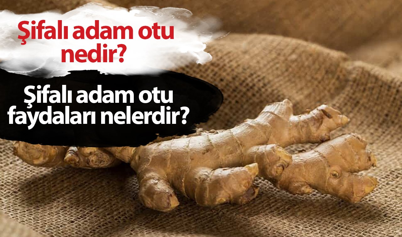  Şifalı adam otu nedir? Şifalı adam otu faydaları nelerdir?