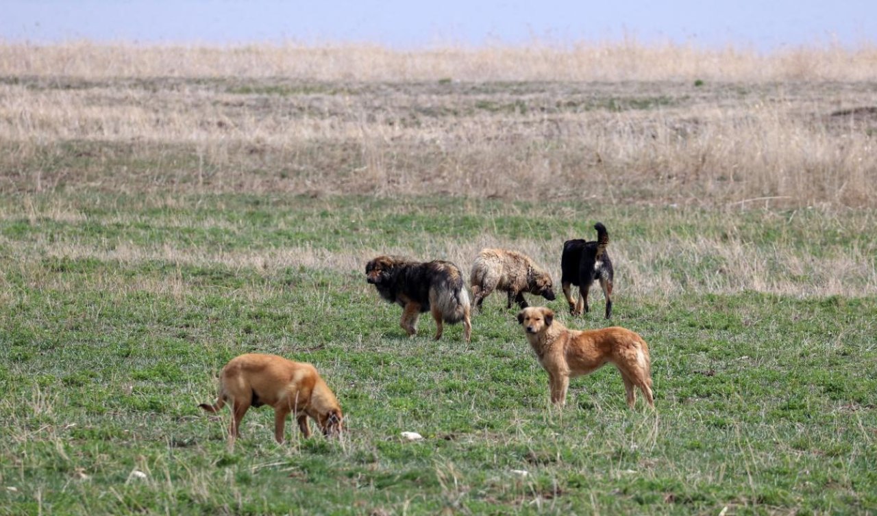 Başıboş köpekler 600 tavuğu telef etti