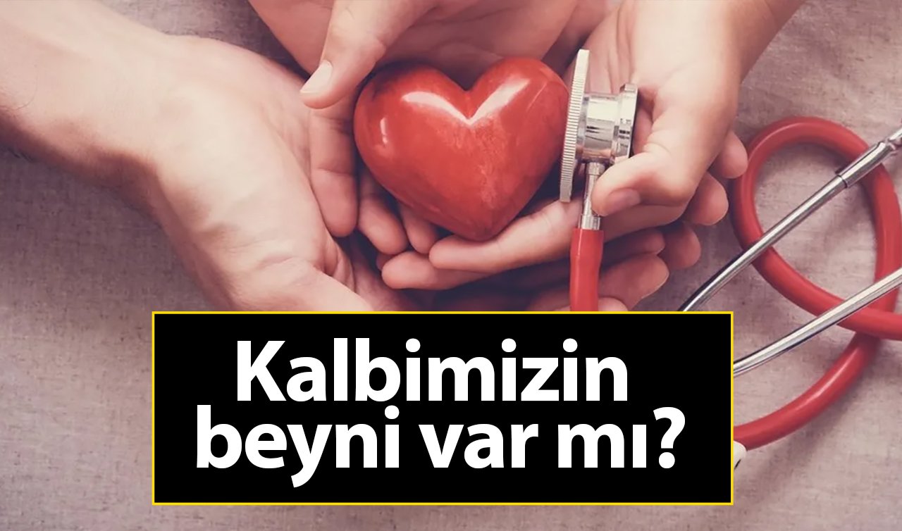 Kalbimizin beyni var mı? Bilim ne diyor?