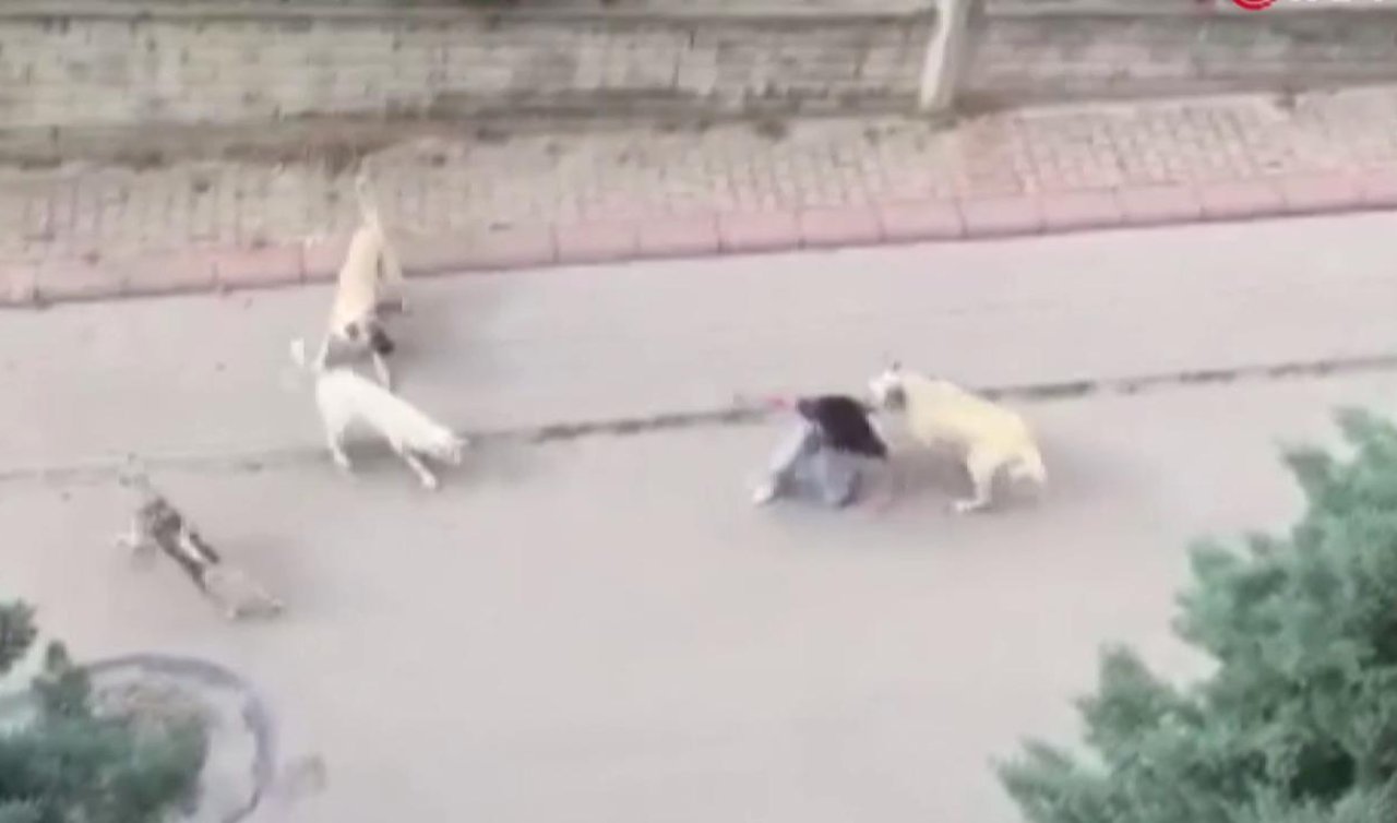  Başıboş köpekler 13 yaşındaki çocuğa saldırdı