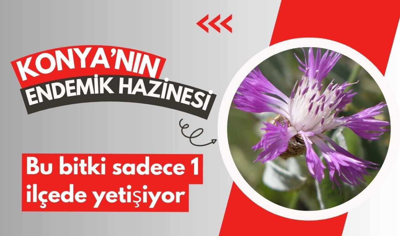 Konya’nın endemik hazinesi! Bu bitki sadece 1 ilçede yetişiyor