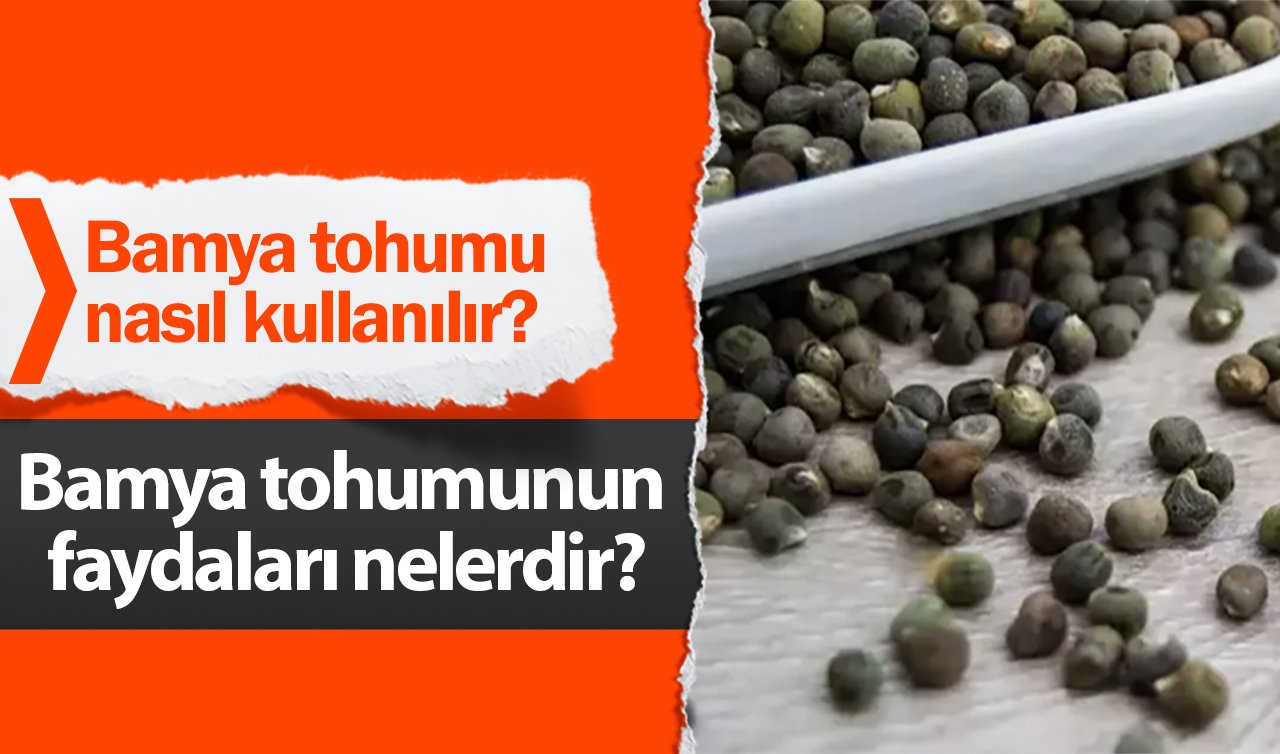  Bamya tohumu nasıl kullanılır? Bamya tohumunun faydaları nelerdir?