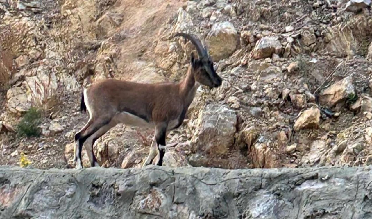  Yaban keçisini avlayan kişiye 661 bin lira ceza
