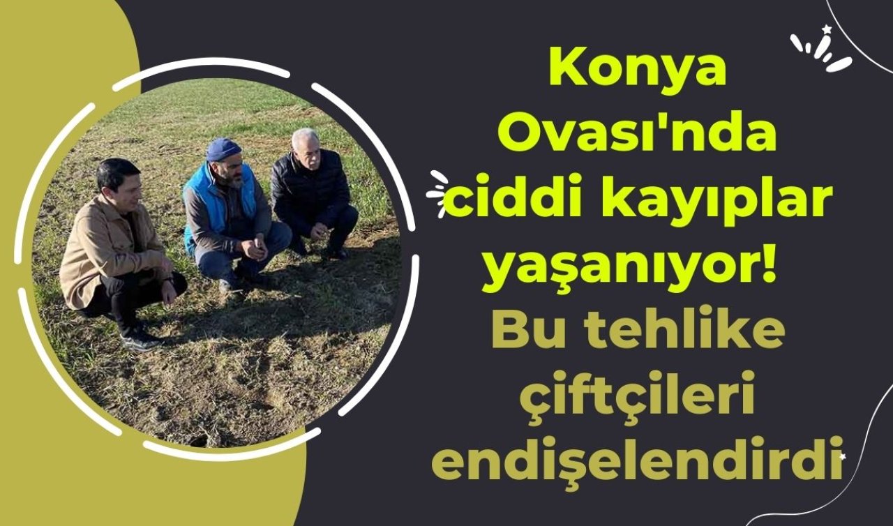 Konya Ovası’nda ciddi kayıplar yaşanıyor! Bu tehlike çiftçileri endişelendirdi