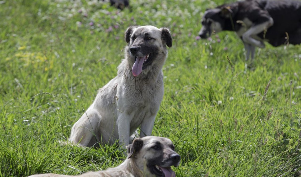 Başıboş köpekler 26 küçükbaş gebe hayvanı telef etti