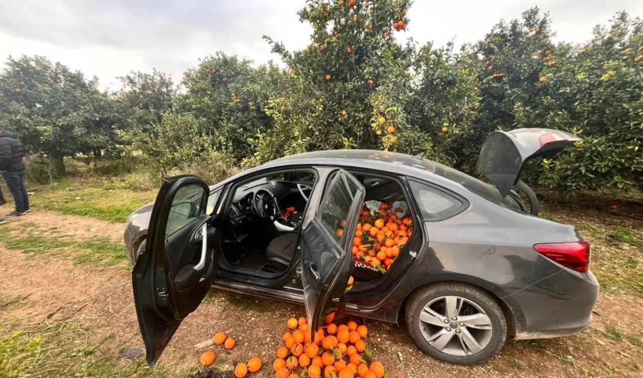 Portakal bahçesine dadanan hırsız suçüstü yakalandı! Tam 500 kilogram çalmış