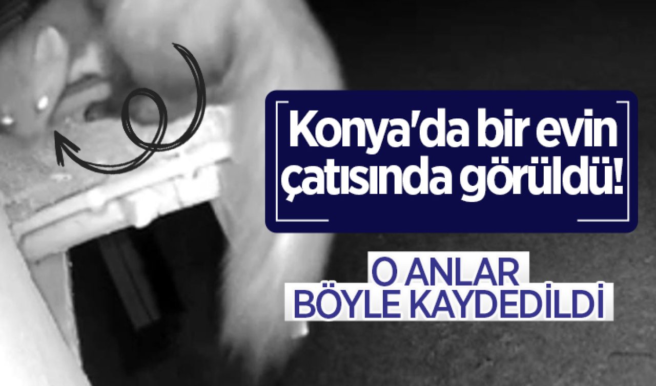  Konya’da bir evin çatısında görüldü! O anlar böyle kaydedildi