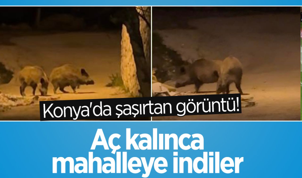 Konya’da şaşırtan görüntü! Aç kalınca mahalleye indiler 