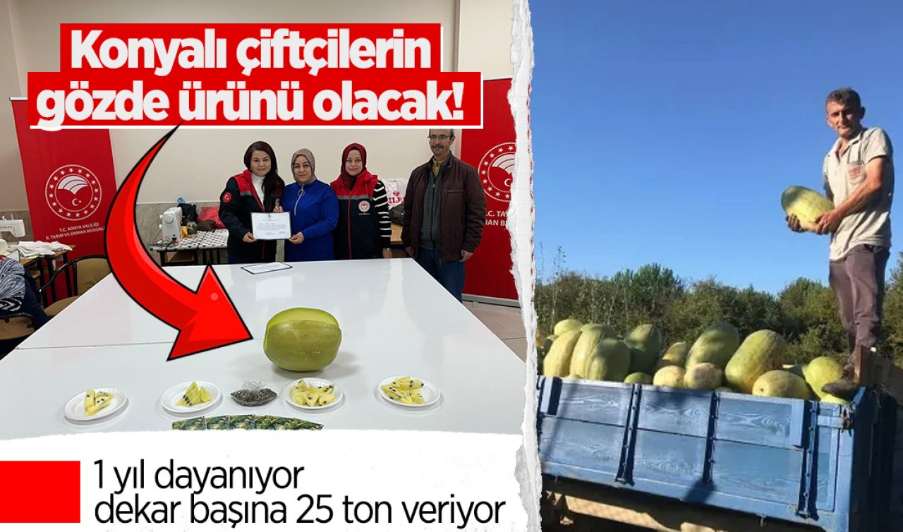  Konyalı çiftçilerin gözde ürünü olacak! 1 yıl dayanıyor dekar başına 25 ton veriyor