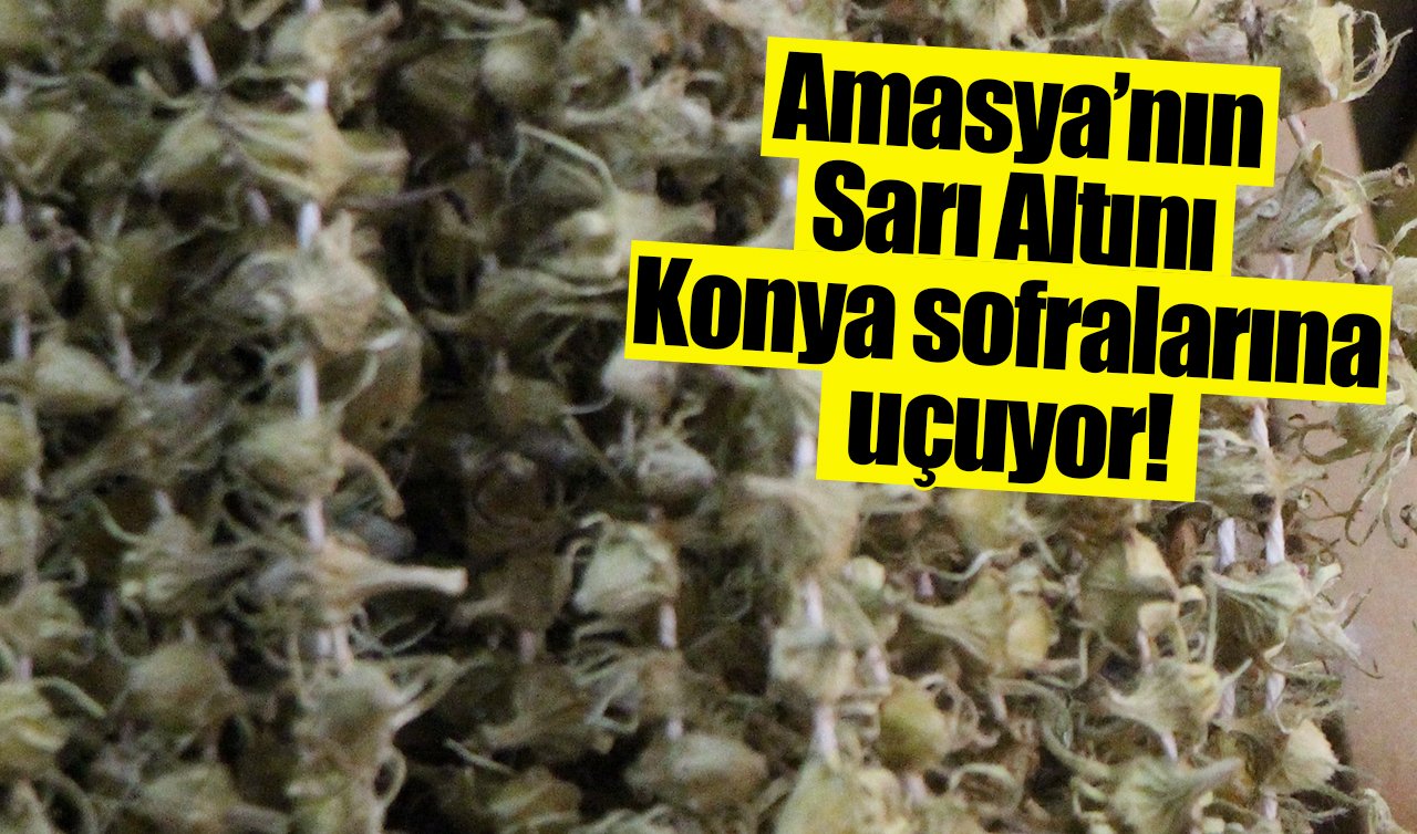  Amasya’nın Sarı Altını Konya sofralarına uçuyor!