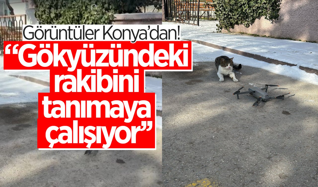 Görüntüler Konya’dan! Gökyüzündeki rakibini tanımaya çalışıyor