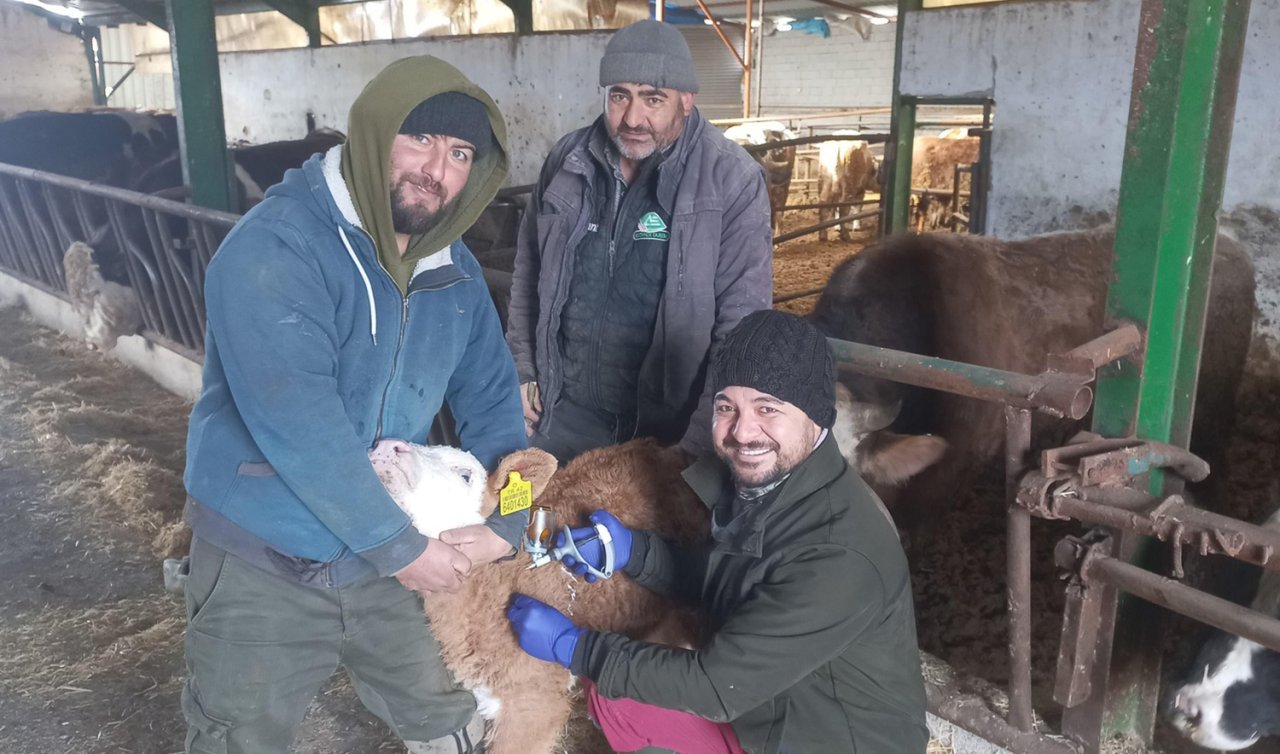 Beyşehir’de Şap Alarmı! Büyükbaş Hayvanlar Aşılanıyor