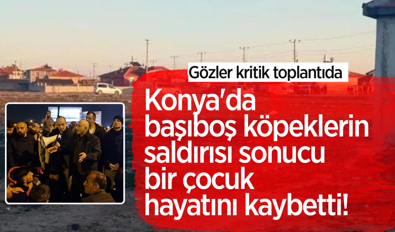 Konya’da başıboş köpeklerin saldırısı sonucu bir çocuk hayatını kaybetti! Gözler kritik toplantıda