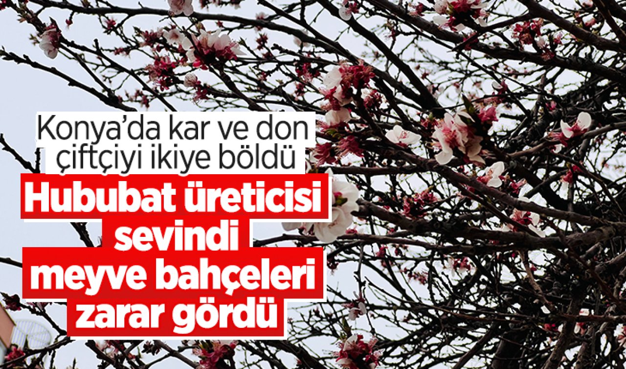 Konya’da kar ve don çiftçiyi ikiye böldü!