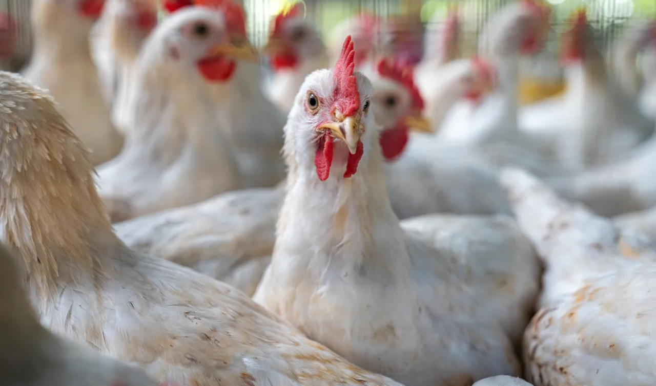 ABD’de 2017’den itibaren ilk H7N9 kuş gribi salgını görüldü
