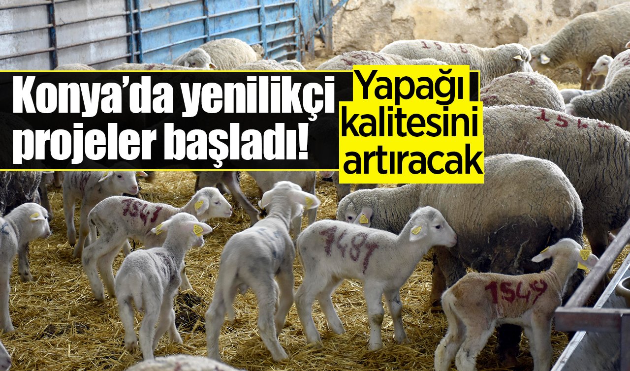Konya’da yenilikçi projeler başladı! Yapağı kalitesini artıracak